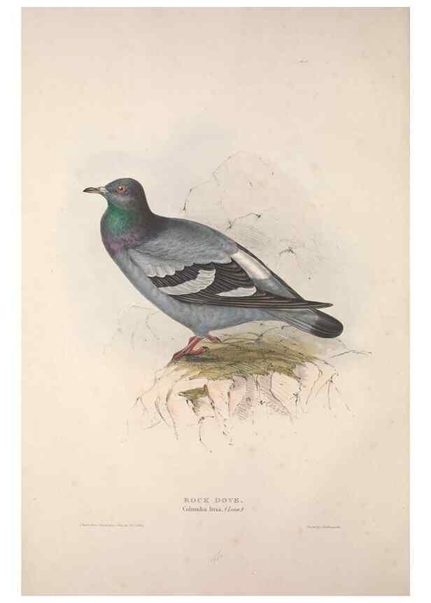 Reproducción/Reproduction 46052921414: The birds of Europe.. London,Printed by R. and J.E. Taylor, pub. by the author,1837.. 