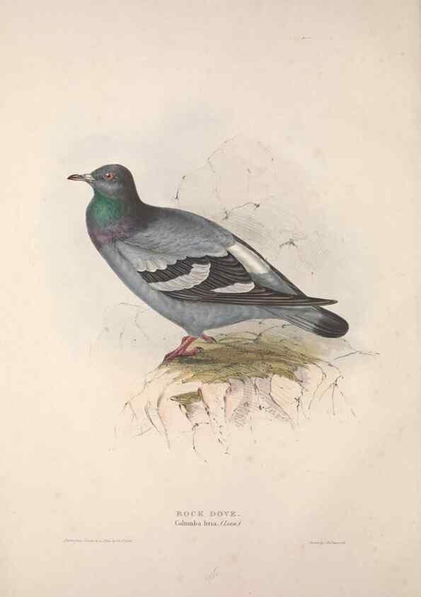 Reproducción/Reproduction 46052921414: The birds of Europe.. London,Printed by R. and J.E. Taylor, pub. by the author,1837.. 