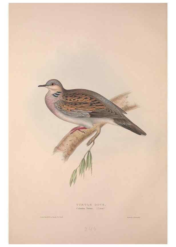 Reproducción/Reproduction 31836274717: The birds of Europe.. London,Printed by R. and J.E. Taylor, pub. by the author,1837.. 