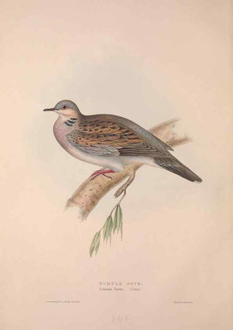 Reproducción/Reproduction 31836274717: The birds of Europe.. London,Printed by R. and J.E. Taylor, pub. by the author,1837.. 