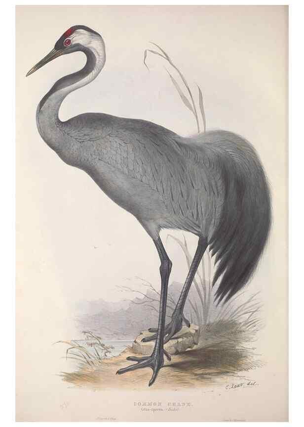 Reproducción/Reproduction 46725344302: The birds of Europe.. London,Printed by R. and J.E. Taylor, pub. by the author,1837.. 