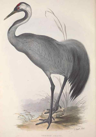 Reproducción/Reproduction 46725344302: The birds of Europe.. London,Printed by R. and J.E. Taylor, pub. by the author,1837.. 