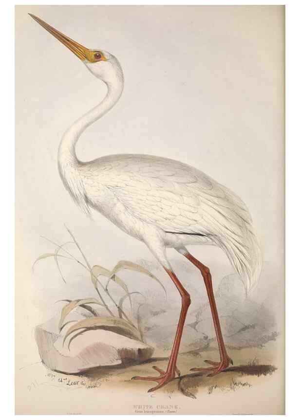Reproducción/Reproduction 46725345592: The birds of Europe.. London,Printed by R. and J.E. Taylor, pub. by the author,1837.. 