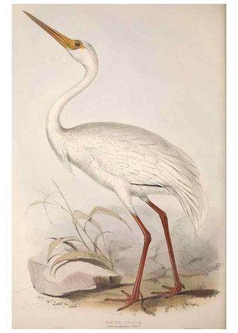 Reproducción/Reproduction 46725345592: The birds of Europe.. London,Printed by R. and J.E. Taylor, pub. by the author,1837.. 