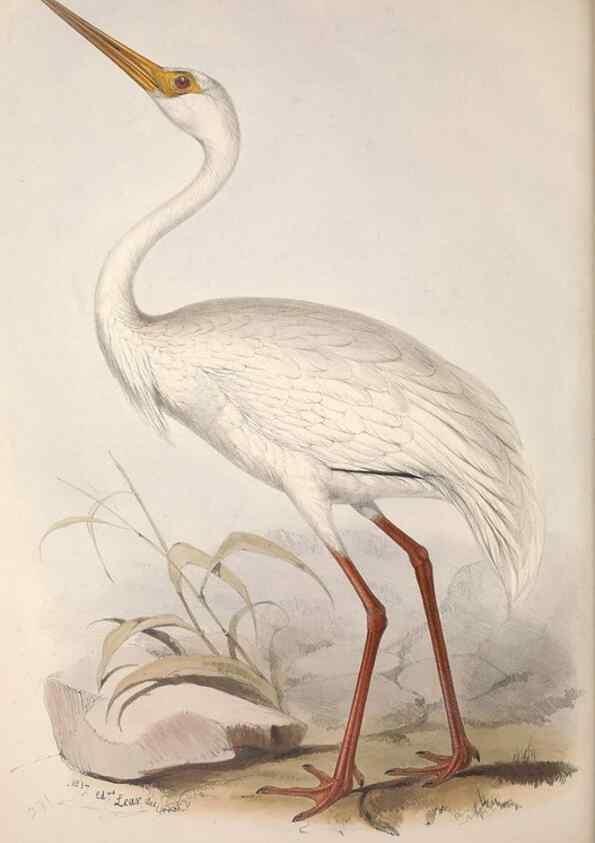 Reproducción/Reproduction 46725345592: The birds of Europe.. London,Printed by R. and J.E. Taylor, pub. by the author,1837.. 
