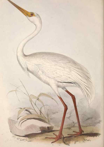 Reproducción/Reproduction 46725345592: The birds of Europe.. London,Printed by R. and J.E. Taylor, pub. by the author,1837.. 