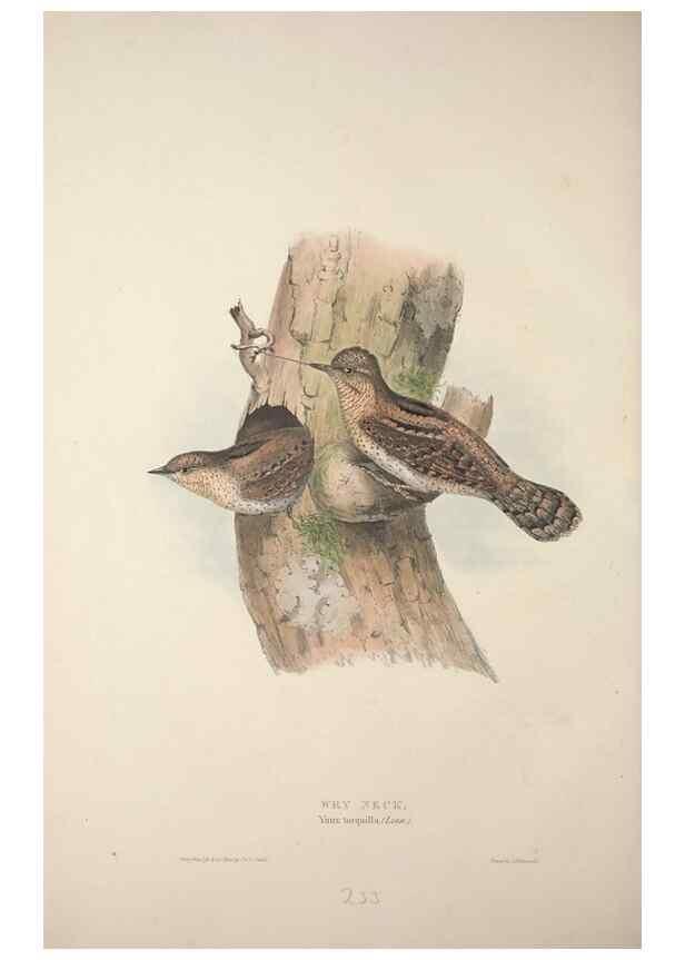 Reproducción/Reproduction 32902239418: The birds of Europe.. London,Printed by R. and J.E. Taylor, pub. by the author,1837.. 