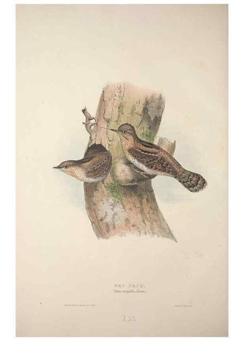 Reproducción/Reproduction 32902239418: The birds of Europe.. London,Printed by R. and J.E. Taylor, pub. by the author,1837.. 