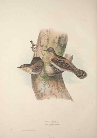 Reproducción/Reproduction 32902239418: The birds of Europe.. London,Printed by R. and J.E. Taylor, pub. by the author,1837.. 
