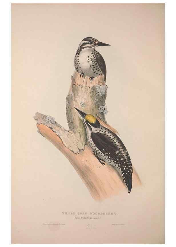 Reproducción/Reproduction 39812592393: The birds of Europe.. London,Printed by R. and J.E. Taylor, pub. by the author,1837.. 
