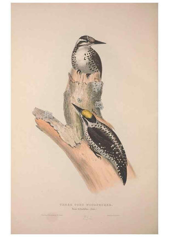 Reproducción/Reproduction 39812592393: The birds of Europe.. London,Printed by R. and J.E. Taylor, pub. by the author,1837.. 