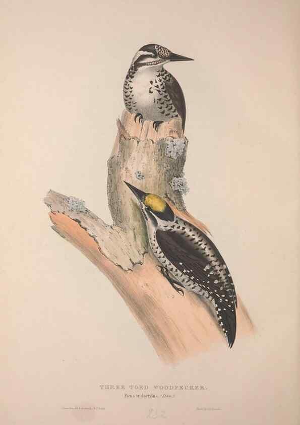Reproducción/Reproduction 39812592393: The birds of Europe.. London,Printed by R. and J.E. Taylor, pub. by the author,1837.. 