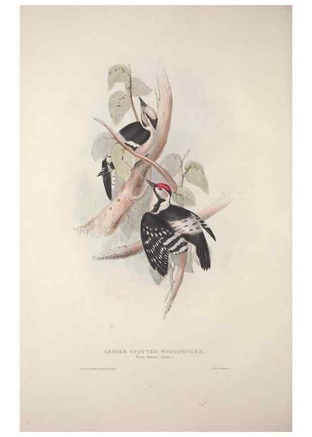 Reproducción/Reproduction 31836150227: The birds of Europe.. London,Printed by R. and J.E. Taylor, pub. by the author,1837.. 