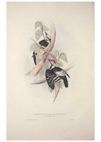 Reproducción/Reproduction 31836150227: The birds of Europe.. London,Printed by R. and J.E. Taylor, pub. by the author,1837.. 