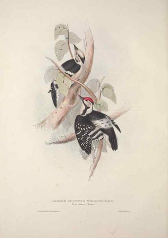 Reproducción/Reproduction 31836150227: The birds of Europe.. London,Printed by R. and J.E. Taylor, pub. by the author,1837.. 