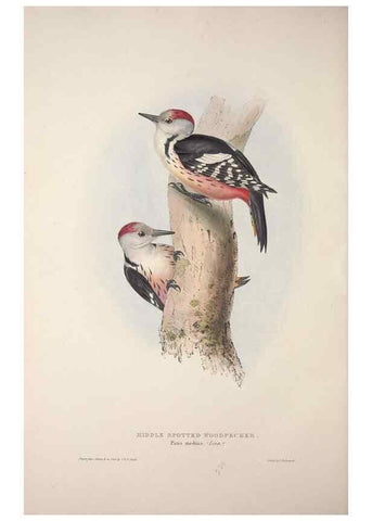 Reproducción/Reproduction 46052764294: The birds of Europe.. London,Printed by R. and J.E. Taylor, pub. by the author,1837.. 