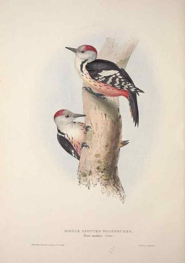 Reproducción/Reproduction 46052764294: The birds of Europe.. London,Printed by R. and J.E. Taylor, pub. by the author,1837.. 