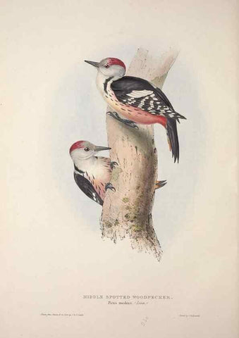 Reproducción/Reproduction 46052764294: The birds of Europe.. London,Printed by R. and J.E. Taylor, pub. by the author,1837.. 