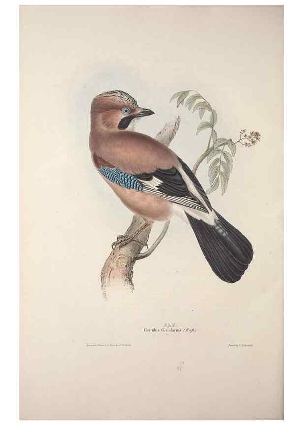 Reproducción/Reproduction 32902199128: The birds of Europe.. London,Printed by R. and J.E. Taylor, pub. by the author,1837.. 