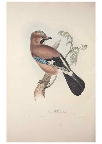 Reproducción/Reproduction 32902199128: The birds of Europe.. London,Printed by R. and J.E. Taylor, pub. by the author,1837.. 