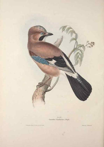 Reproducción/Reproduction 32902199128: The birds of Europe.. London,Printed by R. and J.E. Taylor, pub. by the author,1837.. 