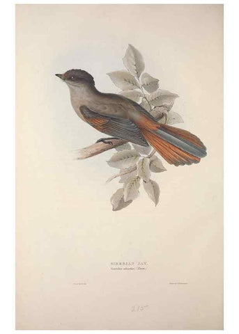 Reproducción/Reproduction 46725139222: The birds of Europe.. London,Printed by R. and J.E. Taylor, pub. by the author,1837.. 