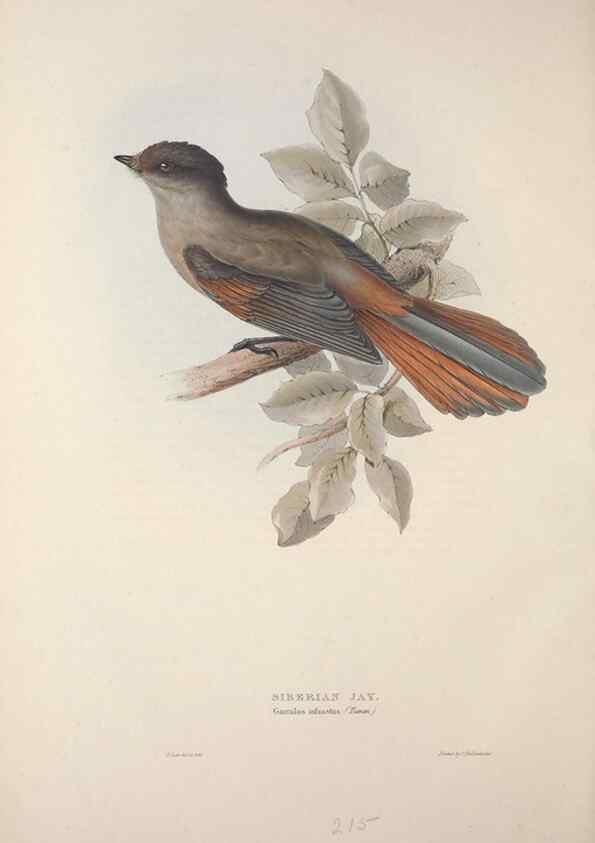 Reproducción/Reproduction 46725139222: The birds of Europe.. London,Printed by R. and J.E. Taylor, pub. by the author,1837.. 