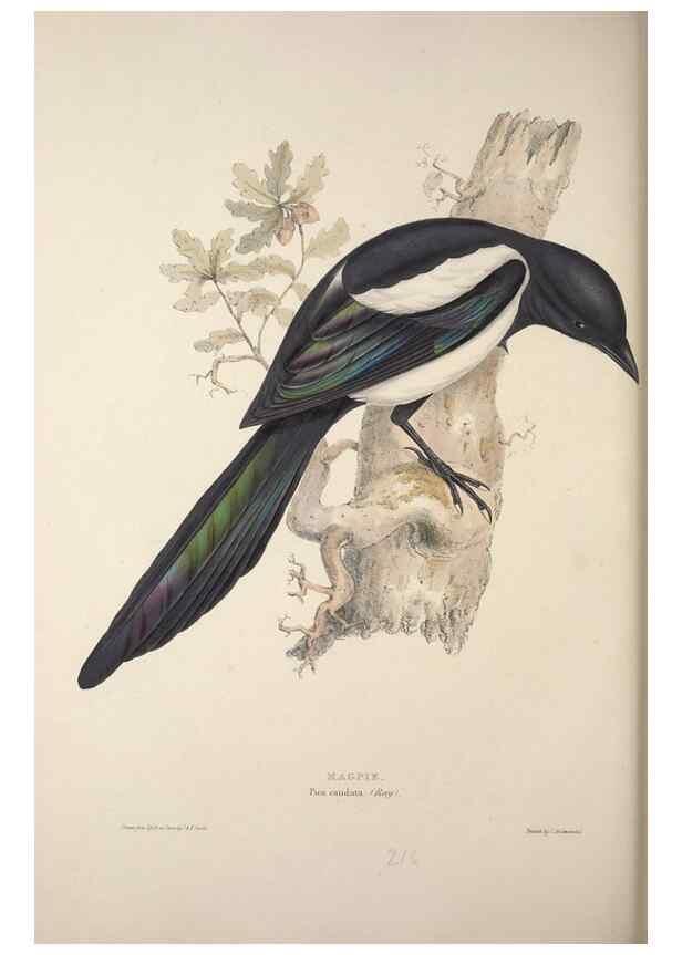 Reproducción/Reproduction 46777895731: The birds of Europe.. London,Printed by R. and J.E. Taylor, pub. by the author,1837.. 