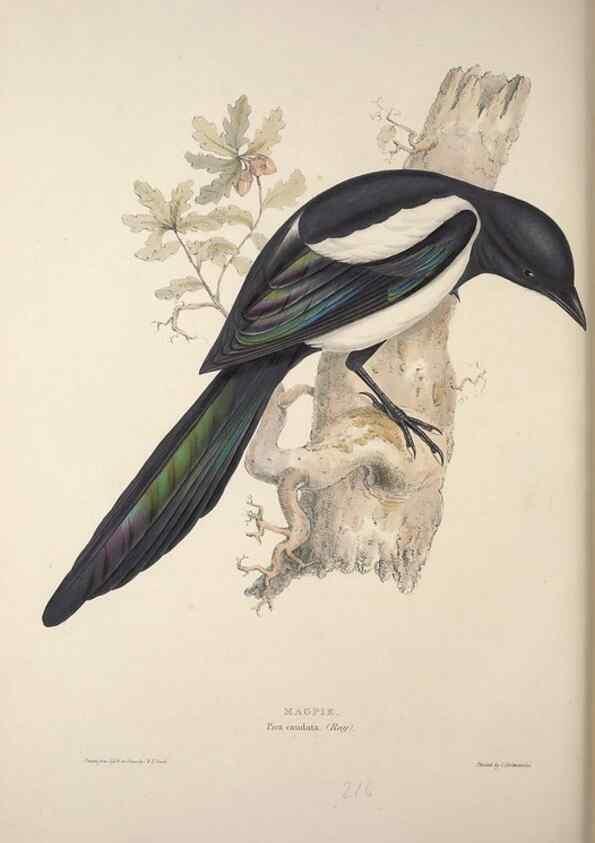 Reproducción/Reproduction 46777895731: The birds of Europe.. London,Printed by R. and J.E. Taylor, pub. by the author,1837.. 