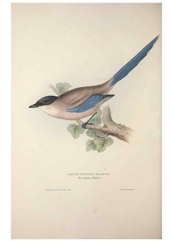 Reproducción/Reproduction 46725140512: The birds of Europe.. London,Printed by R. and J.E. Taylor, pub. by the author,1837.. 
