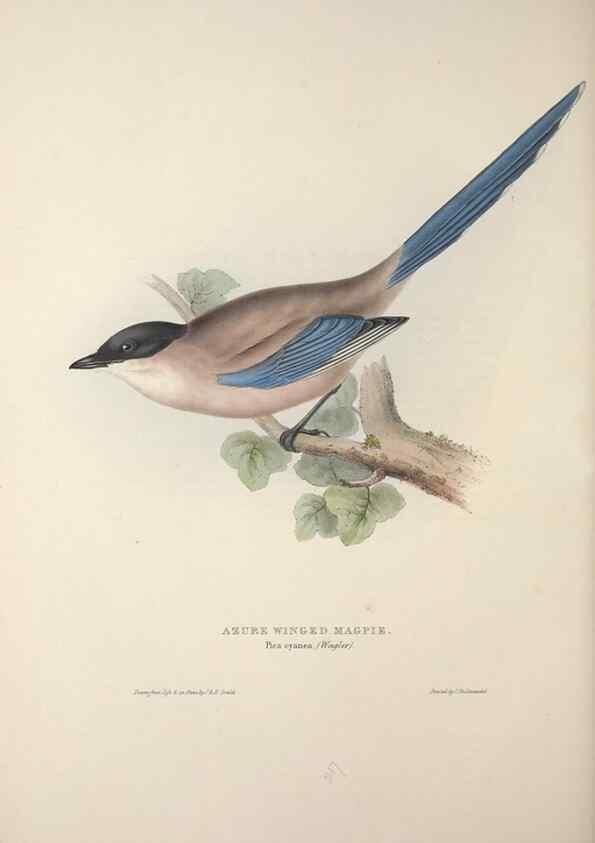 Reproducción/Reproduction 46725140512: The birds of Europe.. London,Printed by R. and J.E. Taylor, pub. by the author,1837.. 