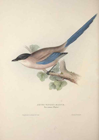 Reproducción/Reproduction 46725140512: The birds of Europe.. London,Printed by R. and J.E. Taylor, pub. by the author,1837.. 