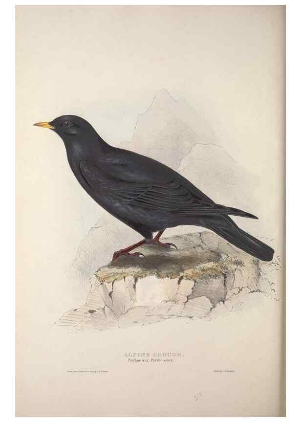 Reproducción/Reproduction 31836124987: The birds of Europe.. London,Printed by R. and J.E. Taylor, pub. by the author,1837.. 