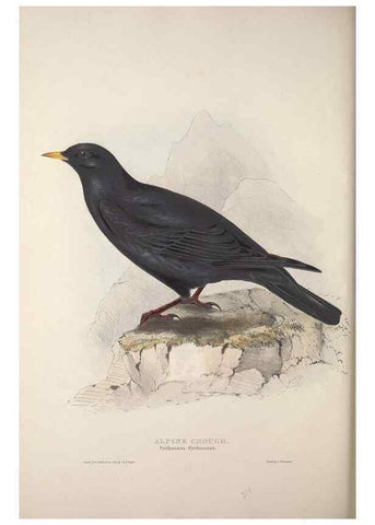 Reproducción/Reproduction 31836124987: The birds of Europe.. London,Printed by R. and J.E. Taylor, pub. by the author,1837.. 