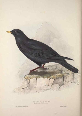 Reproducción/Reproduction 31836124987: The birds of Europe.. London,Printed by R. and J.E. Taylor, pub. by the author,1837.. 