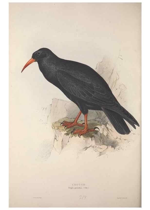 Reproducción/Reproduction 46052745174: The birds of Europe.. London,Printed by R. and J.E. Taylor, pub. by the author,1837.. 