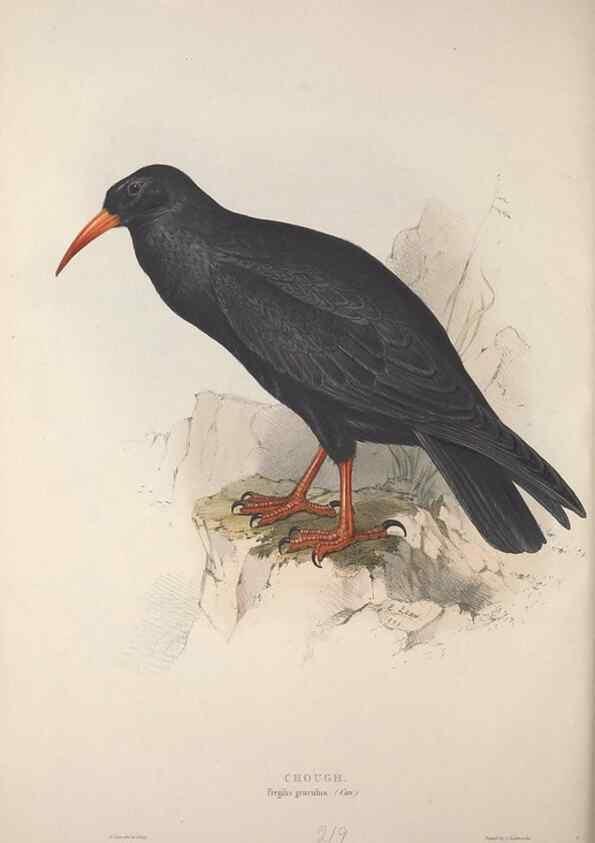 Reproducción/Reproduction 46052745174: The birds of Europe.. London,Printed by R. and J.E. Taylor, pub. by the author,1837.. 