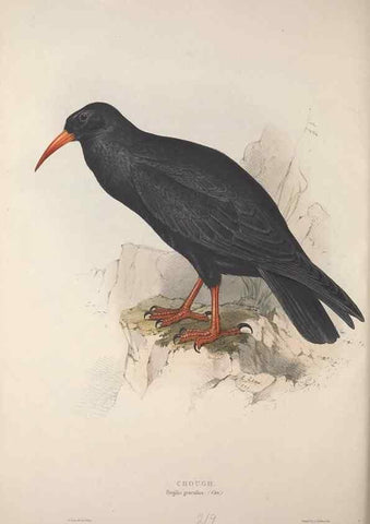 Reproducción/Reproduction 46052745174: The birds of Europe.. London,Printed by R. and J.E. Taylor, pub. by the author,1837.. 
