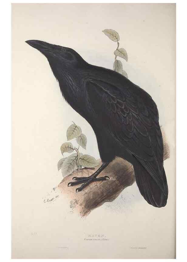 Reproducción/Reproduction 46725149092: The birds of Europe.. London,Printed by R. and J.E. Taylor, pub. by the author,1837.. 