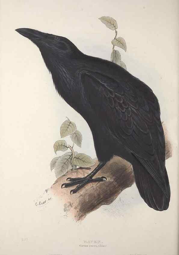 Reproducción/Reproduction 46725149092: The birds of Europe.. London,Printed by R. and J.E. Taylor, pub. by the author,1837.. 