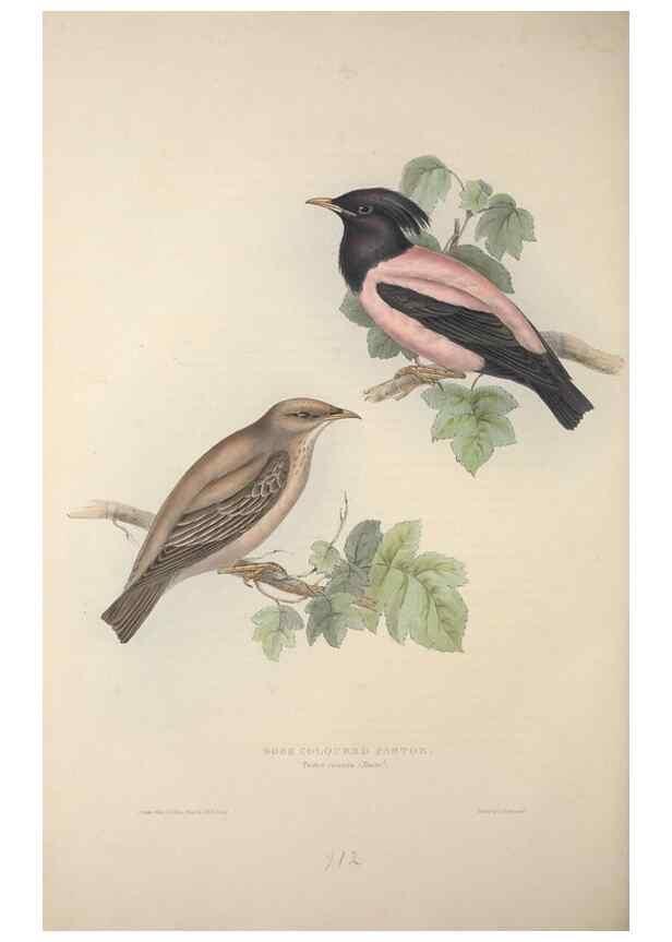 Reproducción/Reproduction 32902196858: The birds of Europe.. London,Printed by R. and J.E. Taylor, pub. by the author,1837.. 