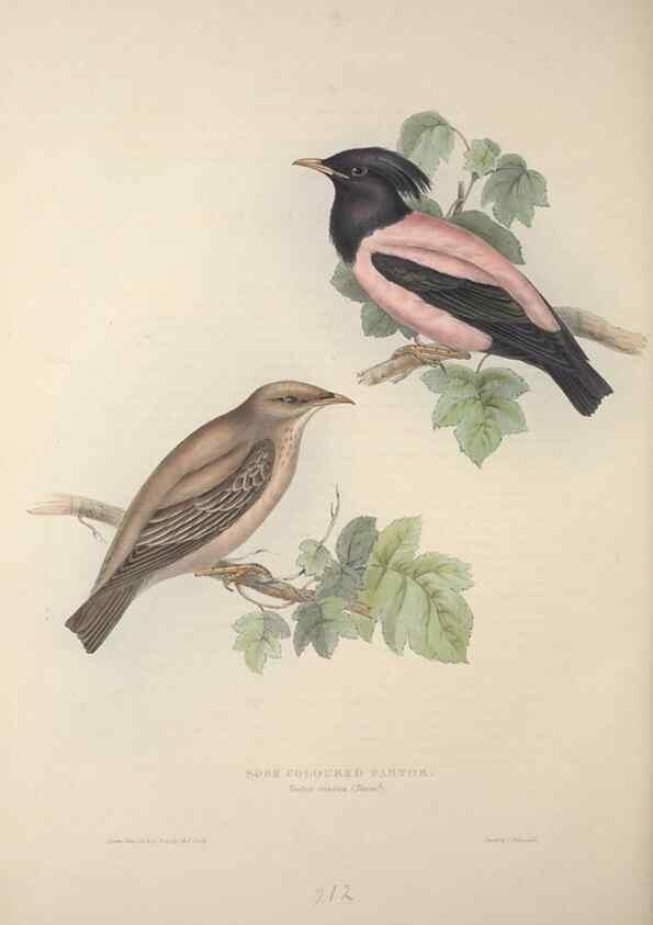 Reproducción/Reproduction 32902196858: The birds of Europe.. London,Printed by R. and J.E. Taylor, pub. by the author,1837.. 