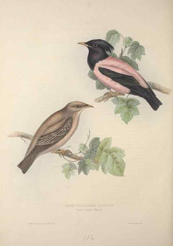 Reproducción/Reproduction 32902196858: The birds of Europe.. London,Printed by R. and J.E. Taylor, pub. by the author,1837.. 