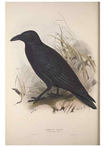 Reproducción/Reproduction 46725149712: The birds of Europe.. London,Printed by R. and J.E. Taylor, pub. by the author,1837.. 