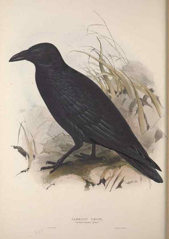 Reproducción/Reproduction 46725149712: The birds of Europe.. London,Printed by R. and J.E. Taylor, pub. by the author,1837.. 