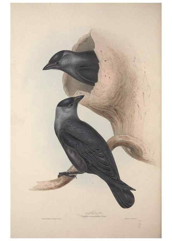 Reproducción/Reproduction 46725151162: The birds of Europe.. London,Printed by R. and J.E. Taylor, pub. by the author,1837.. 