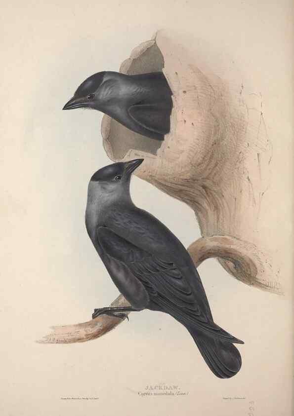 Reproducción/Reproduction 46725151162: The birds of Europe.. London,Printed by R. and J.E. Taylor, pub. by the author,1837.. 