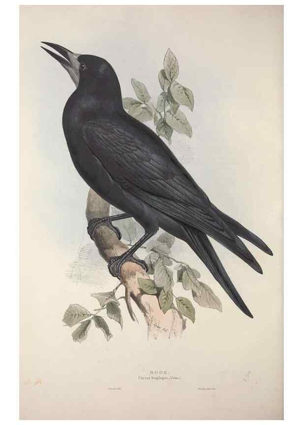 Reproducción/Reproduction 46052758524: The birds of Europe.. London,Printed by R. and J.E. Taylor, pub. by the author,1837.. 