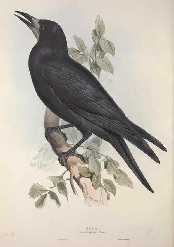 Reproducción/Reproduction 46052758524: The birds of Europe.. London,Printed by R. and J.E. Taylor, pub. by the author,1837.. 