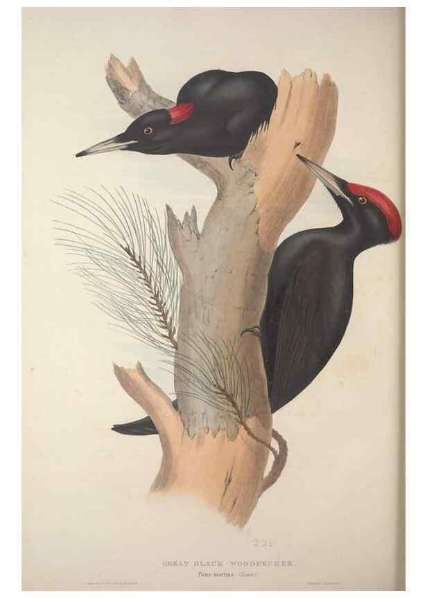 Reproducción/Reproduction 32902223638: The birds of Europe.. London,Printed by R. and J.E. Taylor, pub. by the author,1837.. 